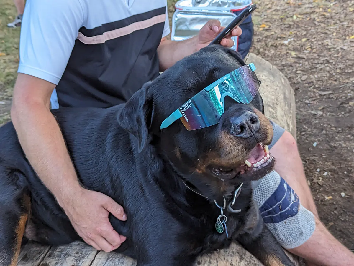 A black dog wearing reflective sunglasses beside a seated person at Winskill