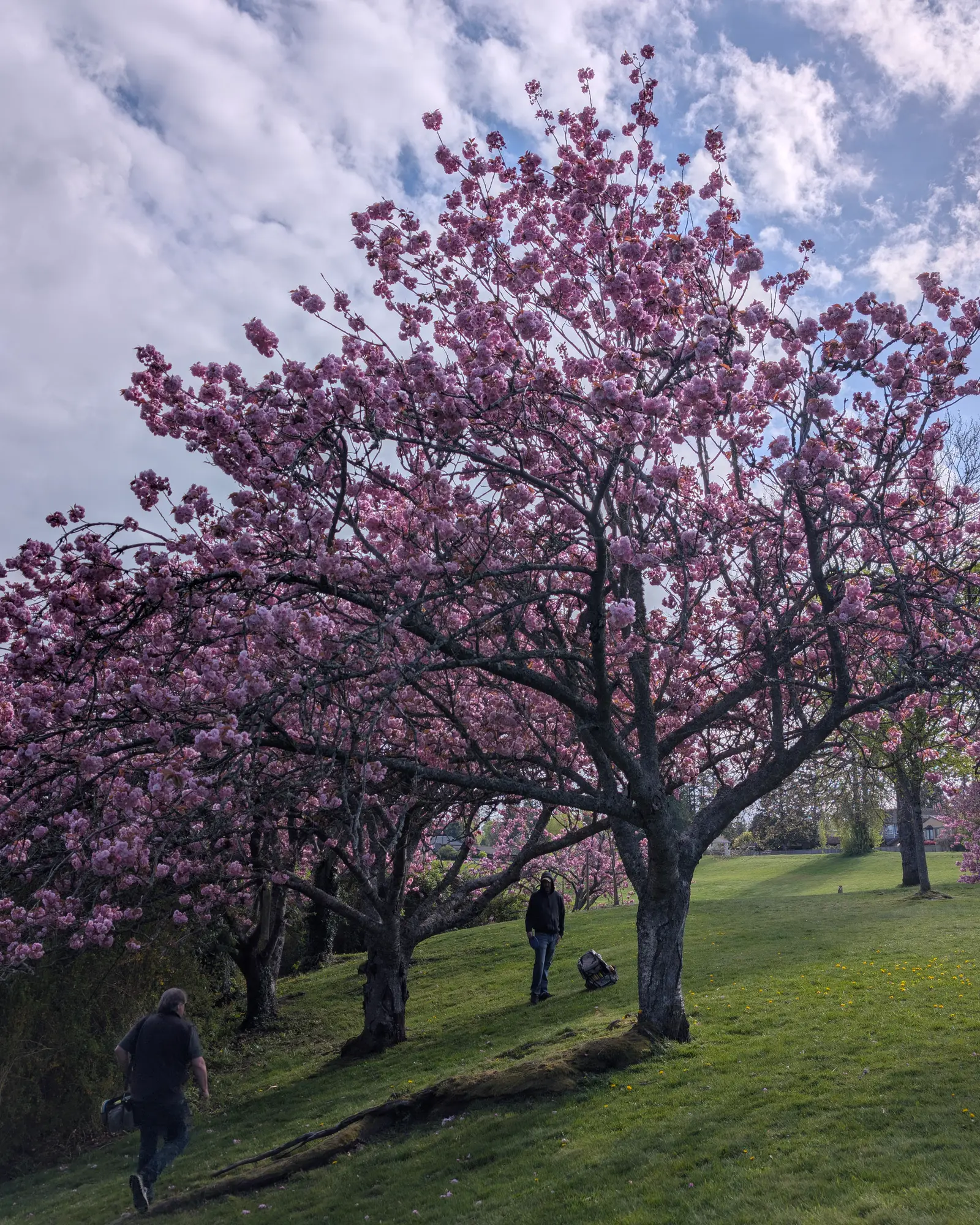 Players walking beneath spring blossom at Diefenbaker Park