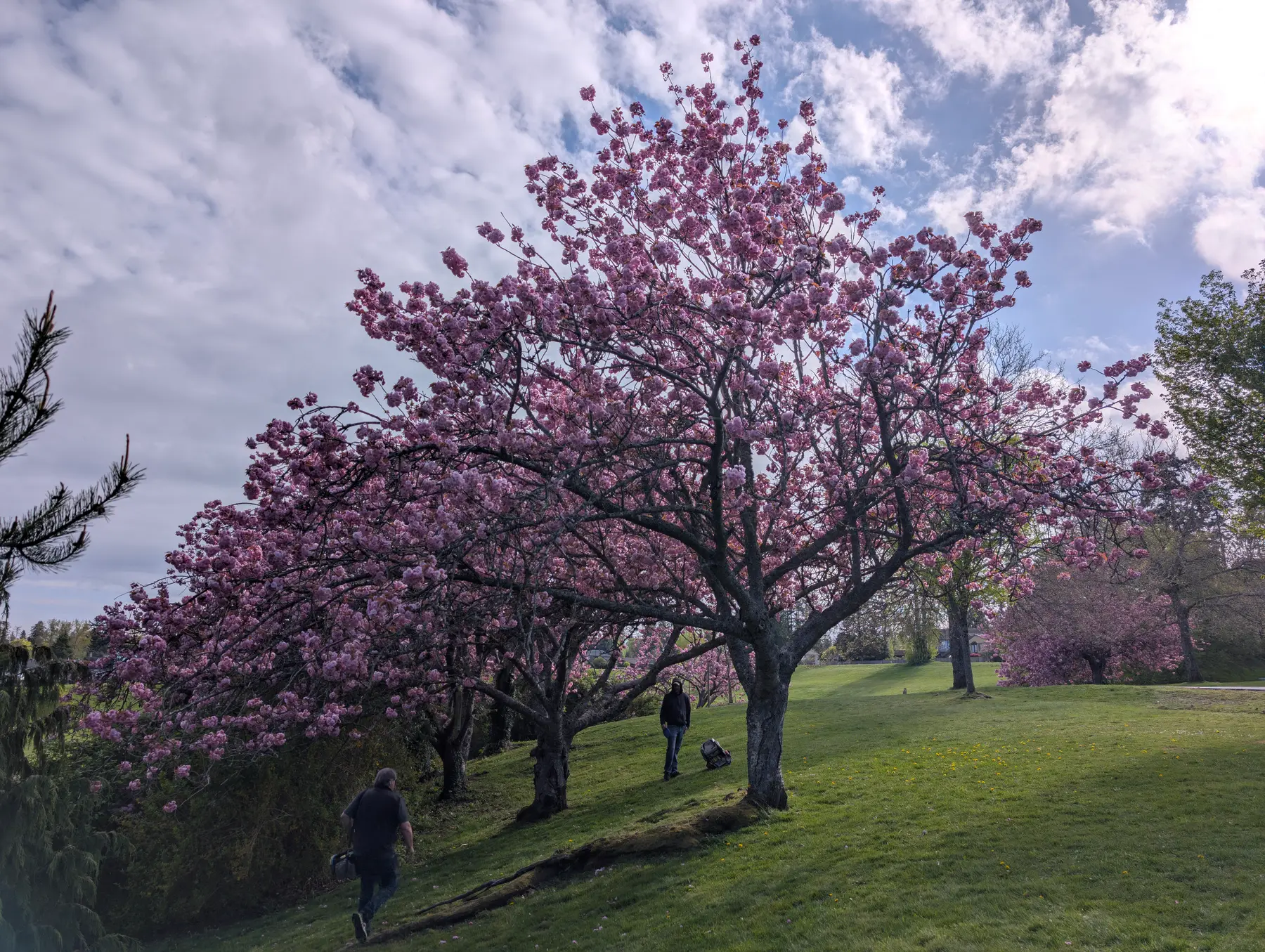 Players walking beneath spring blossom at Diefenbaker Park