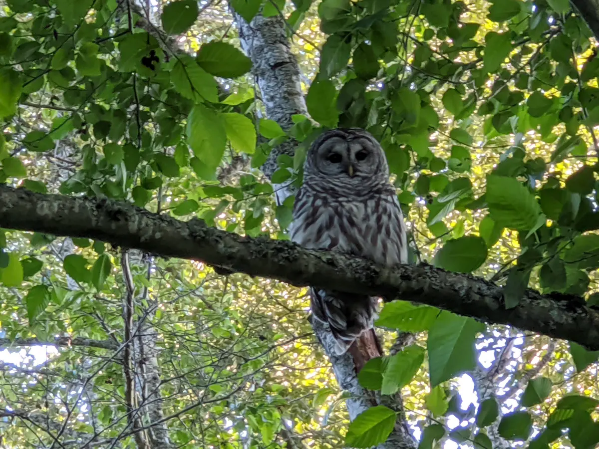 An owl perched on a branch among green leaves at Winskill