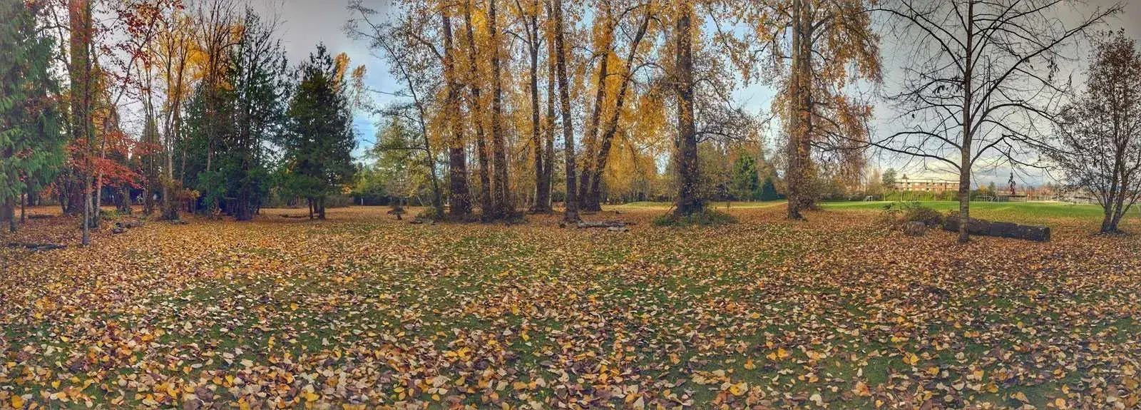 Autumn trees and fallen leaves at the old Winskill course, from the club archive