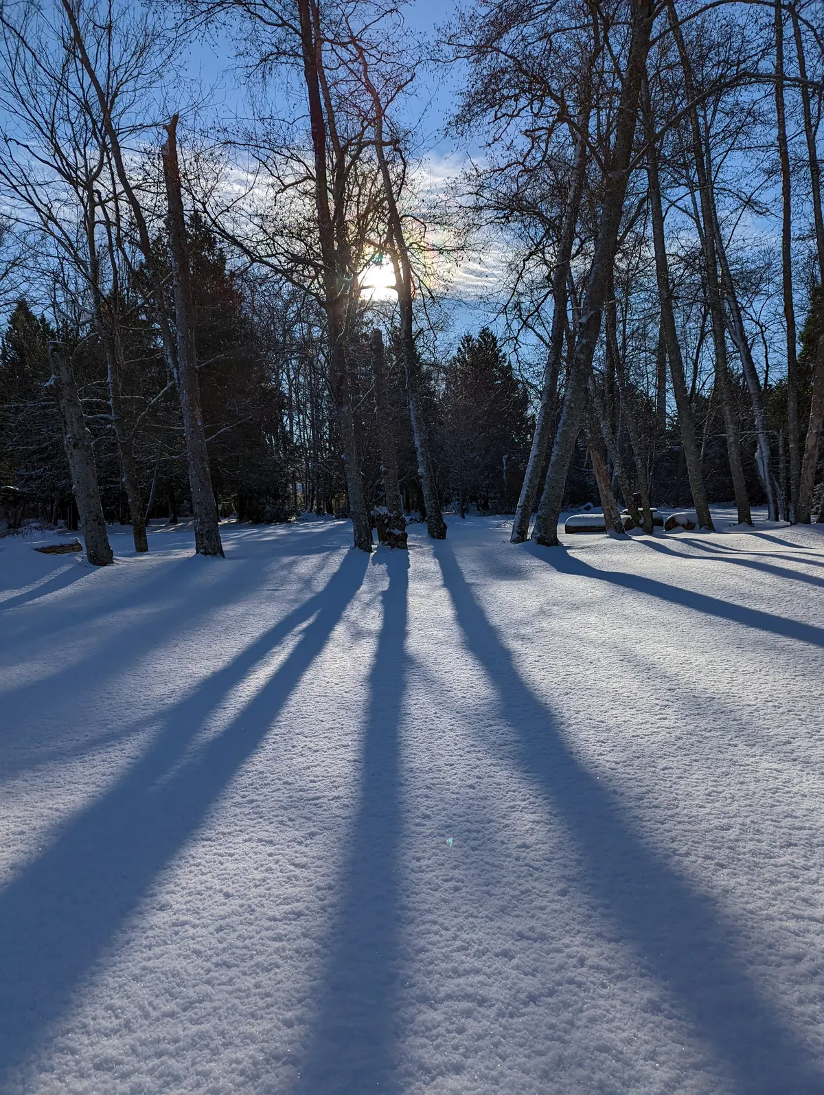 Sunlight filtering through bare trees and casting long shadows on snowy ground at Winskill